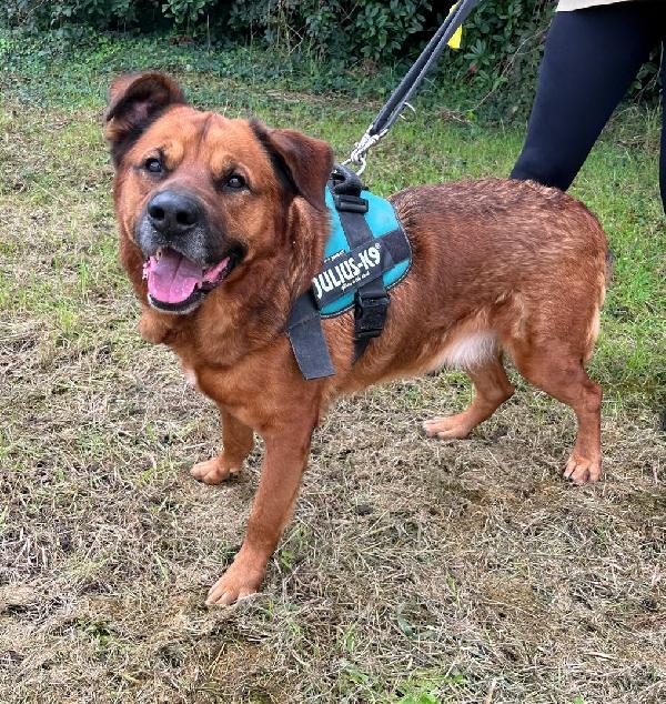 JONAS DOLCE CAGNOLOTTO Foto 2